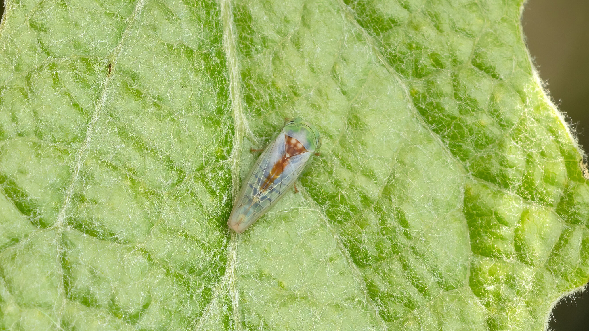 Cicadellidae Viridicerus ustulatus