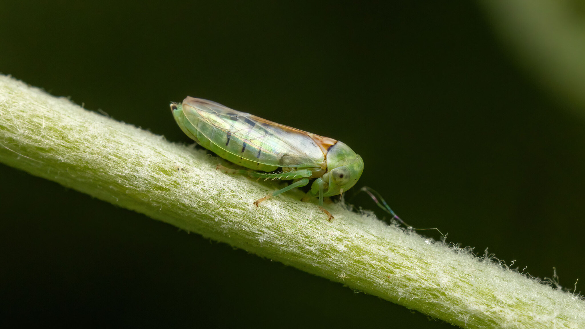 Cicadellidae Viridicerus ustulatus