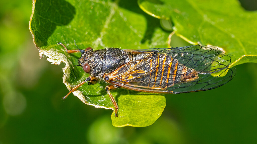 Cicadidae Cicadettinae