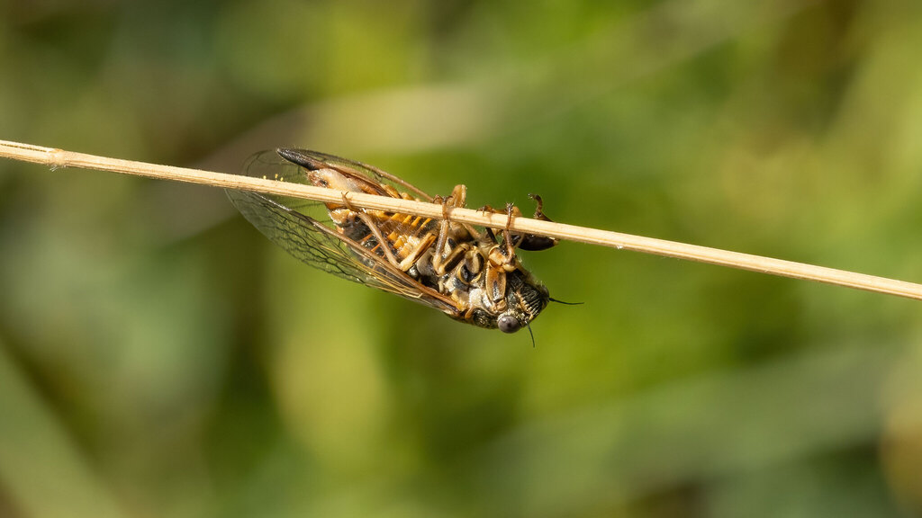 Cicadidae Oligoglena tibialis