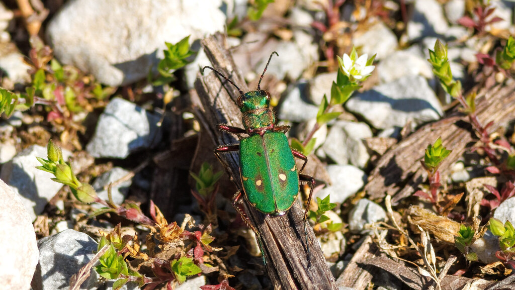 Cicindelidae Cicindela campestris