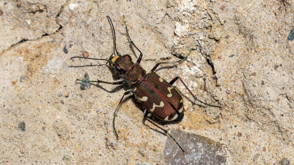 Cicindelidae Cicindela hybrida