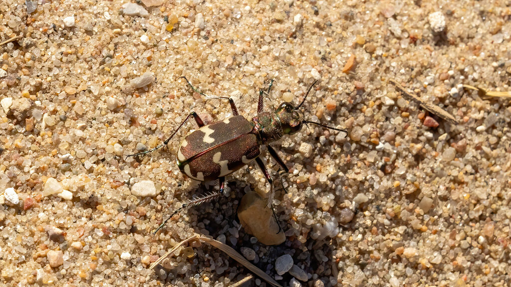Cicindelidae Cicindela hybrida