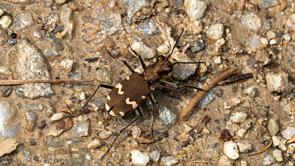 Cicindelidae Cicindela sylvicola