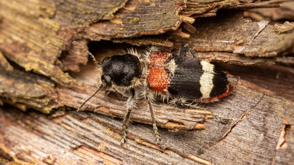 Cleridae Clerus mutillarius