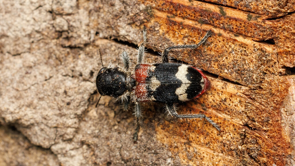 Cleridae Clerus mutillarius