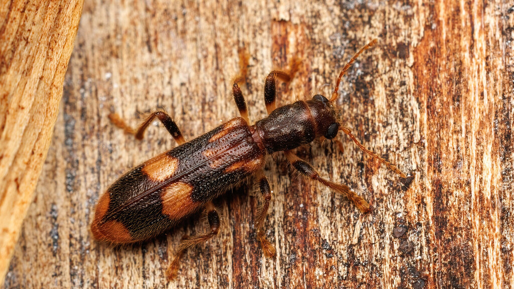Cleridae Opilo mollis