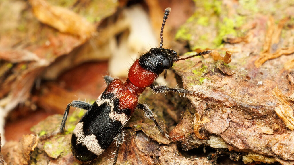 Cleridae Thanasimus formicarius