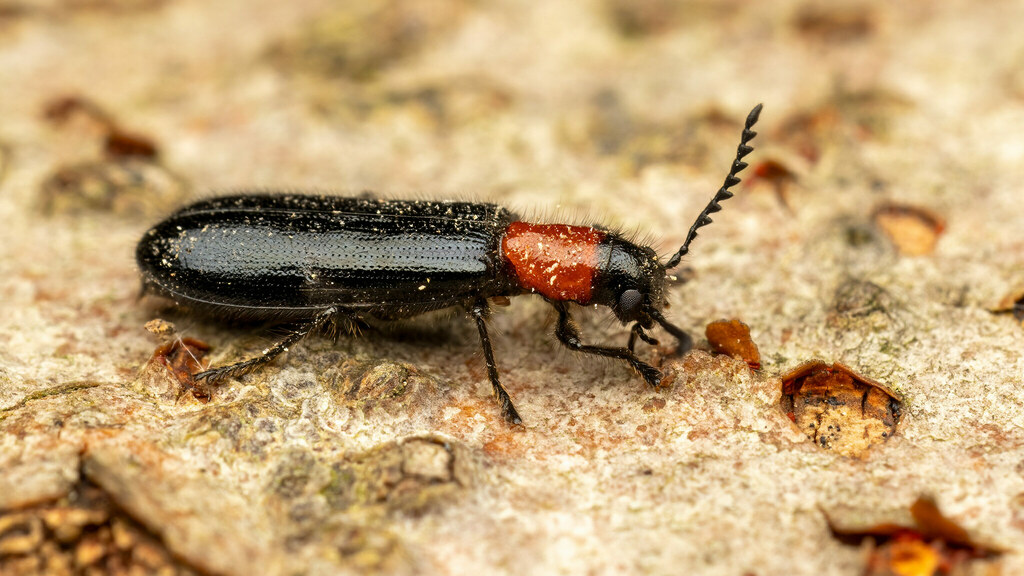 Cleridae Tillus elongatus