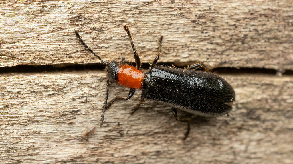 Cleridae Tillus elongatus