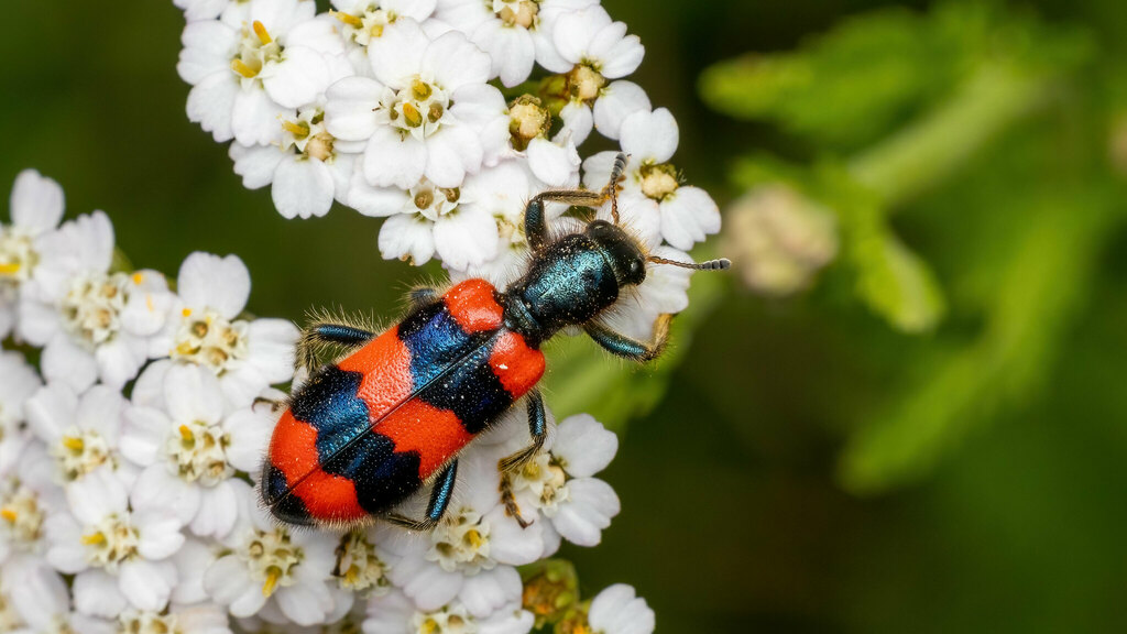 Cleridae Trichodes apiarius