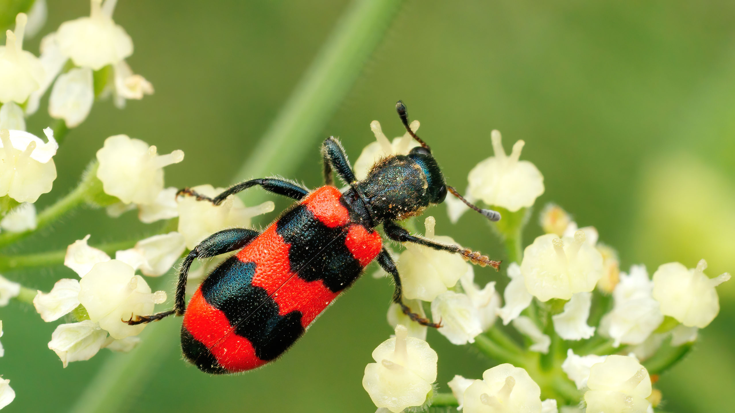 Cleridae Trichodes apiarius