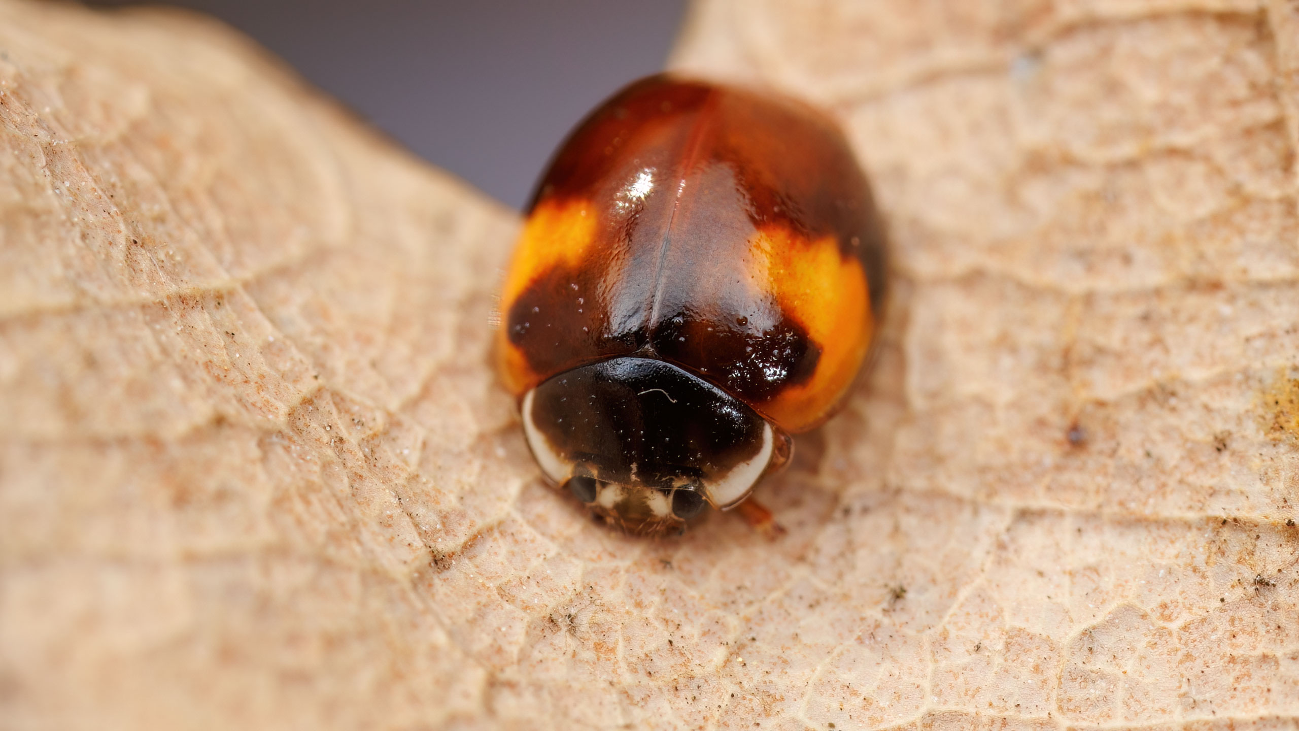 Coccinellidae Adalia decempunctata