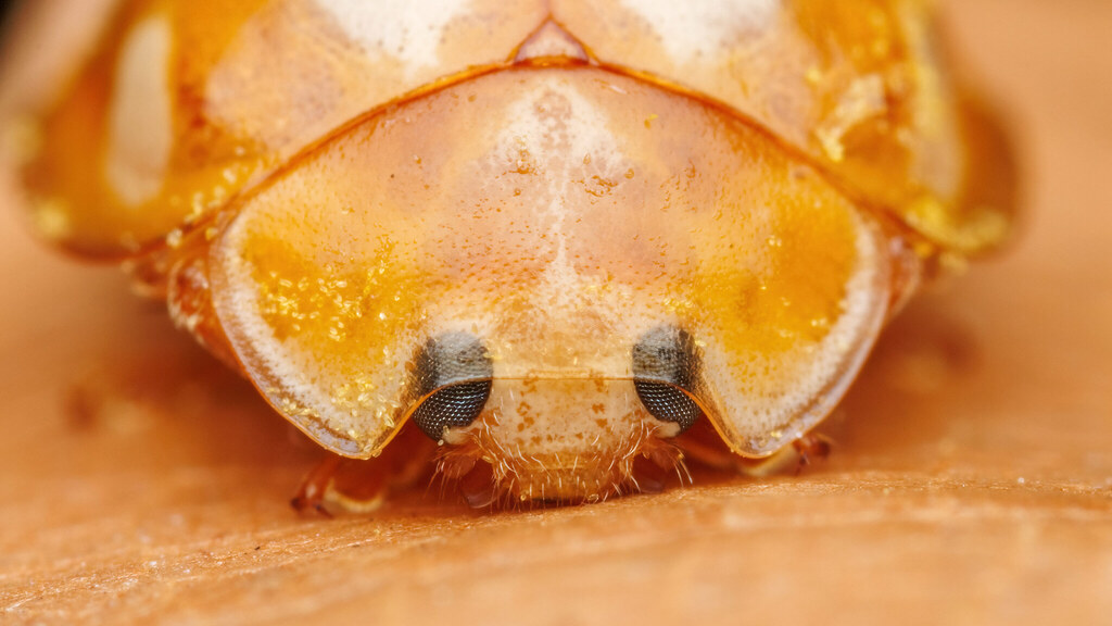 Coccinellidae Calvia decemguttata