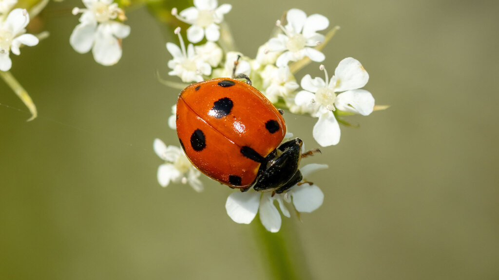 Coccinellidae Ceratomegilla undecimnotata