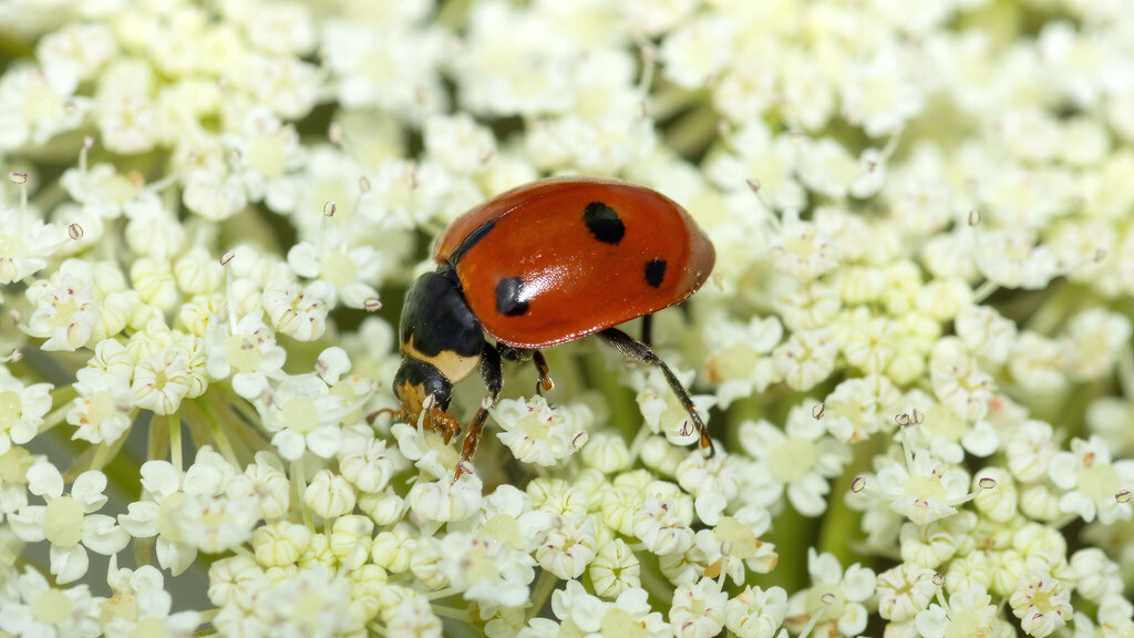 Coccinellidae Ceratomegilla undecimnotata