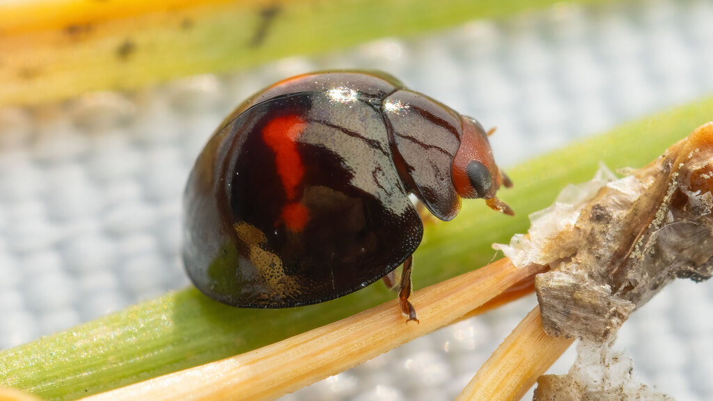 Coccinellidae Chilocorus bipustulatus
