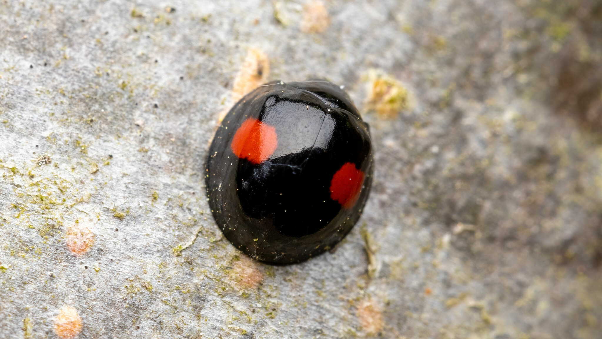 Coccinellidae Chilocorus renipustulatus