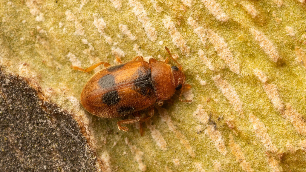 Coccinellidae Coccidula scutellata
