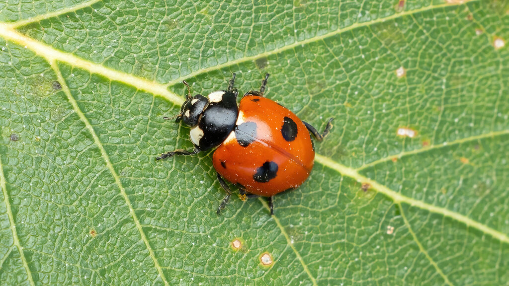 Coccinellidae Coccinella magnifica