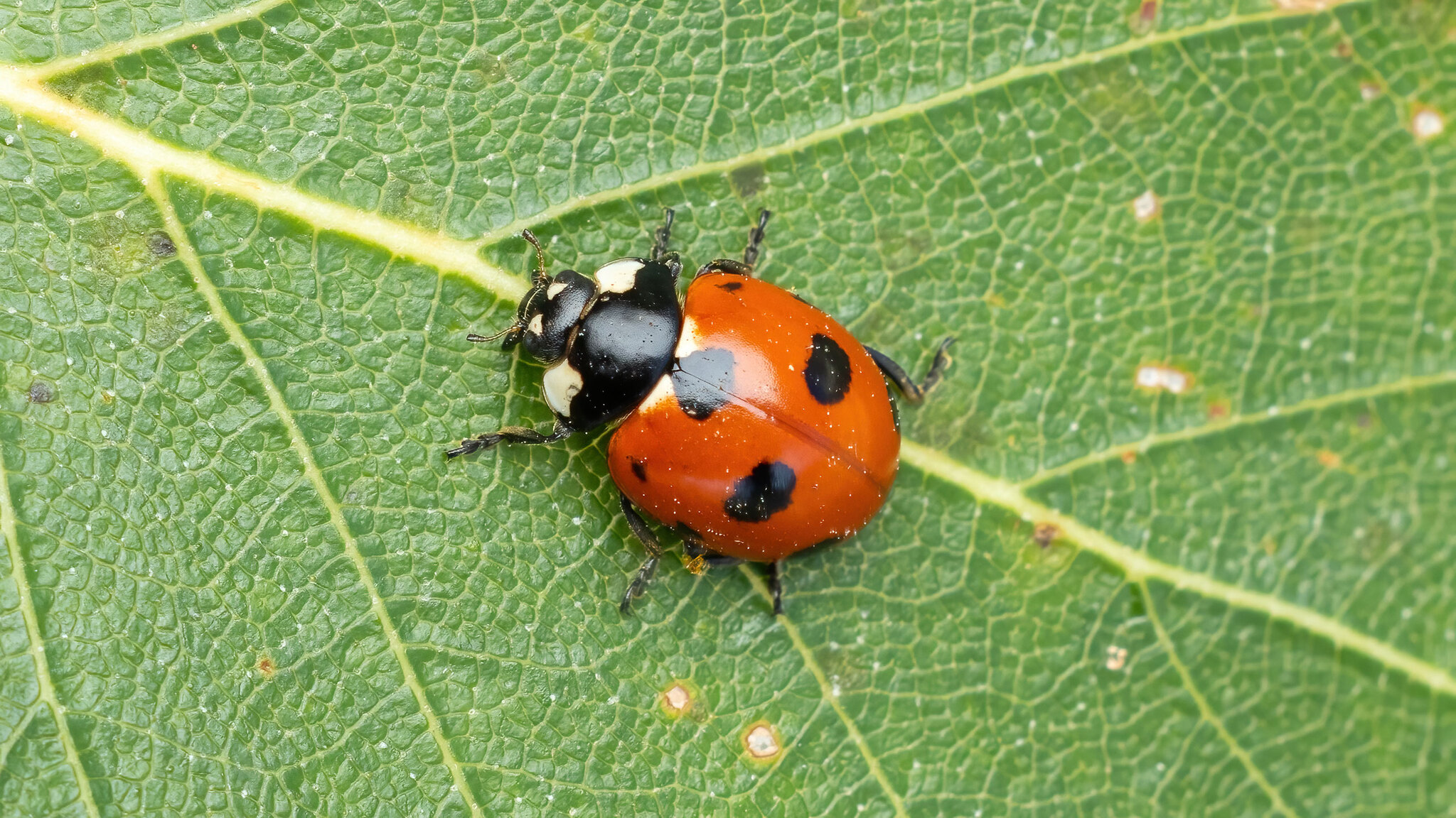 Coccinellidae Coccinella magnifica