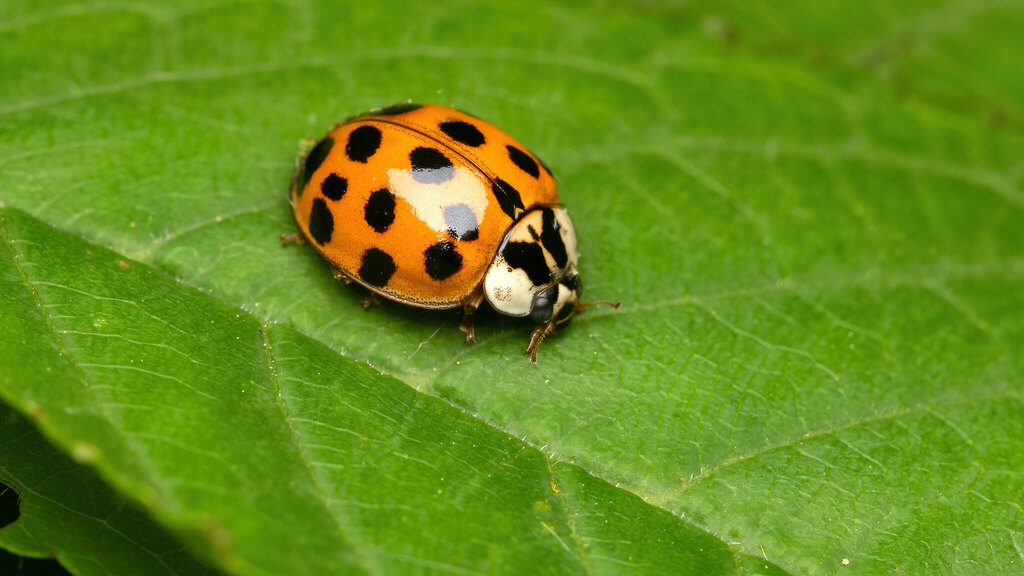 Coccinellidae Harmonia axyridis