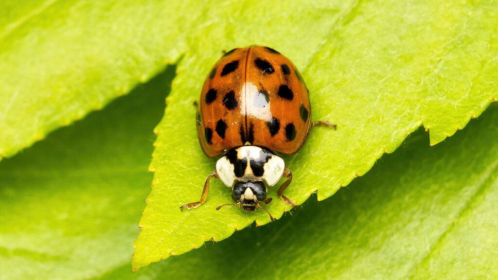 Coccinellidae Harmonia axyridis