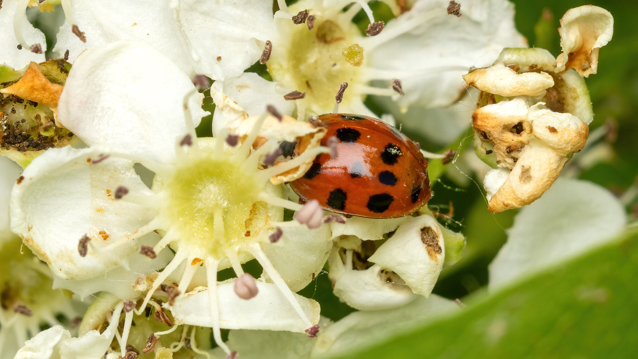 Coccinellidae Harmonia axyridis