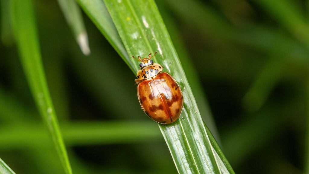 Coccinellidae Harmonia quadripunctata