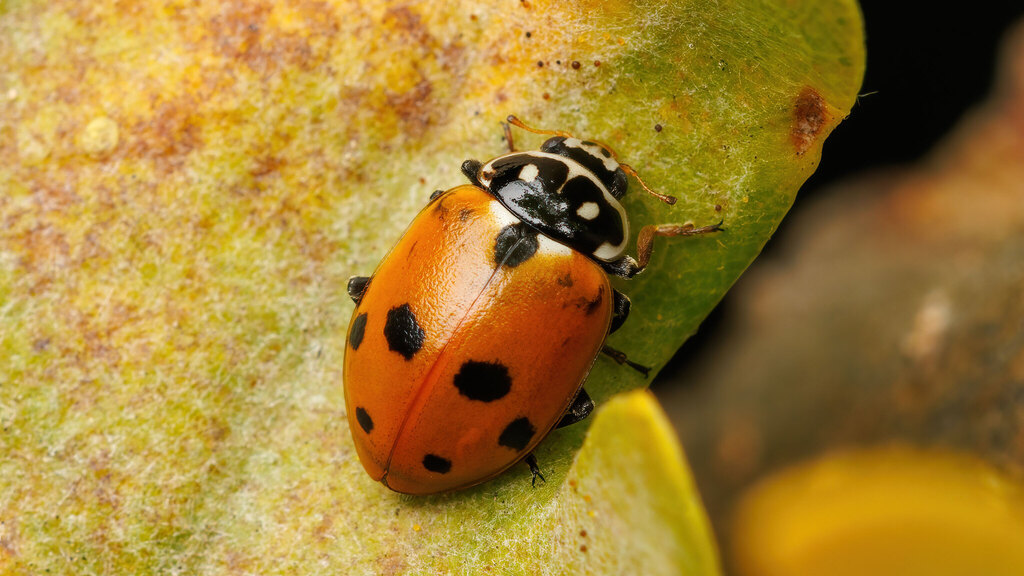 Coccinellidae Hippodamia variegata