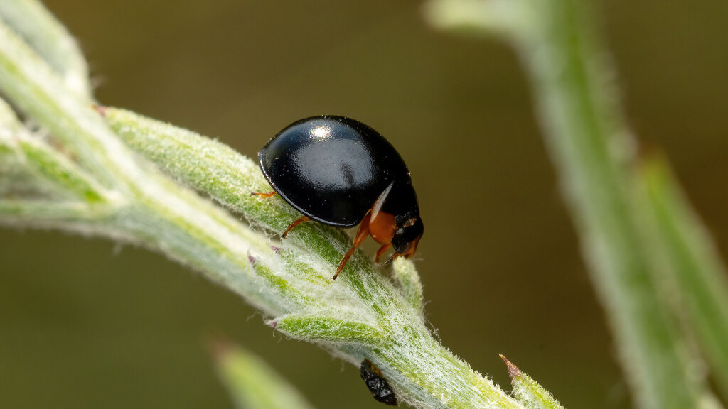 Coccinellidae Parexochomus nigromaculatus