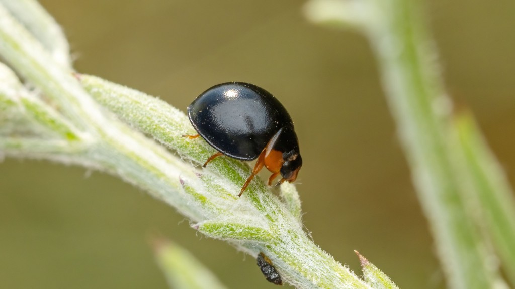 Coccinellidae Parexochomus nigromaculatus