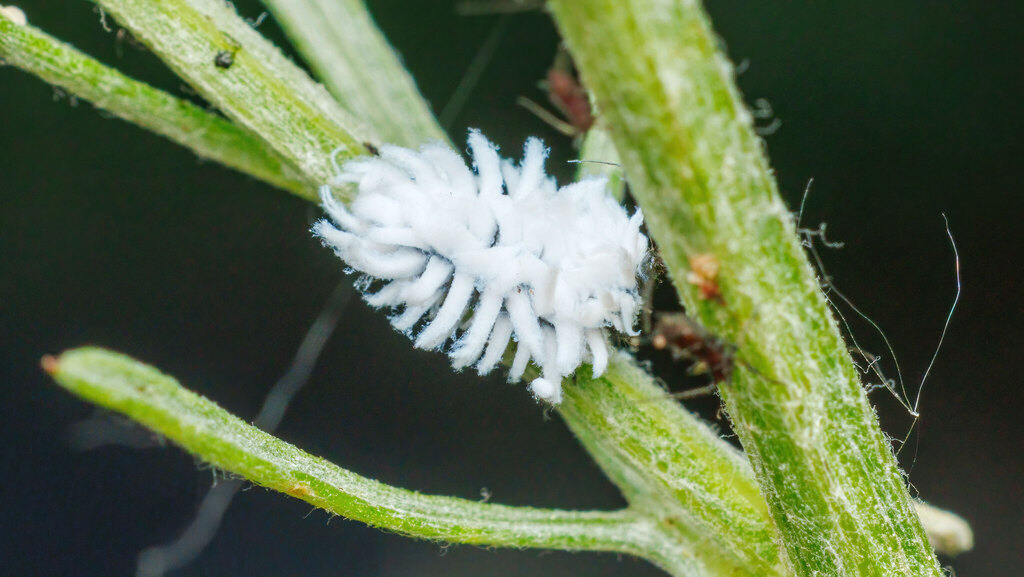 Coccinellidae Scymnini