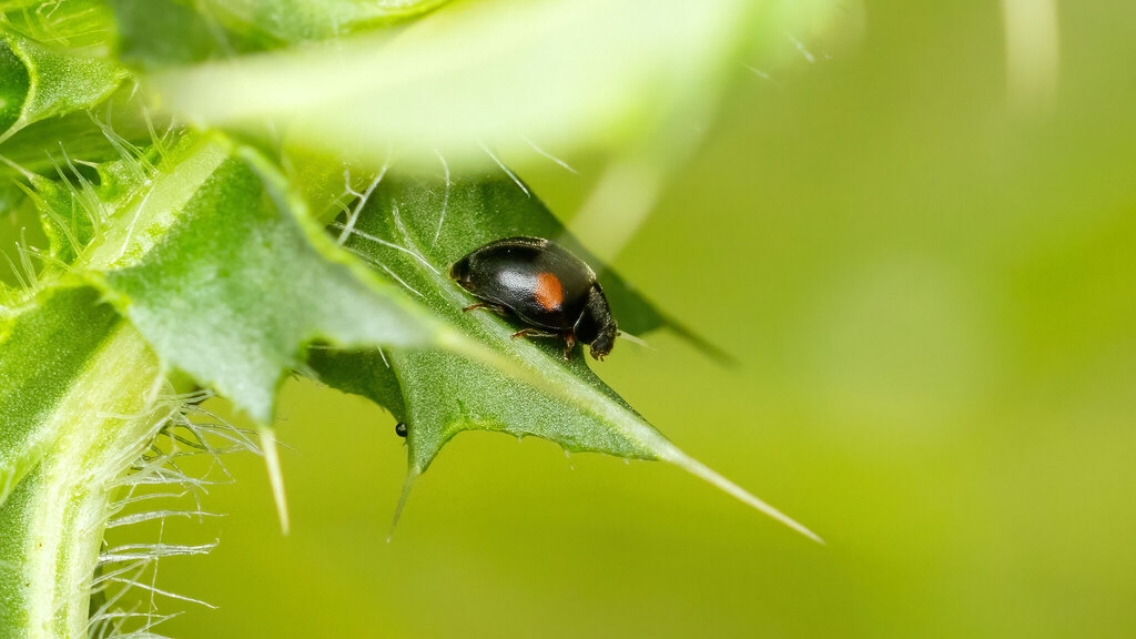 Coccinellidae Scymnus