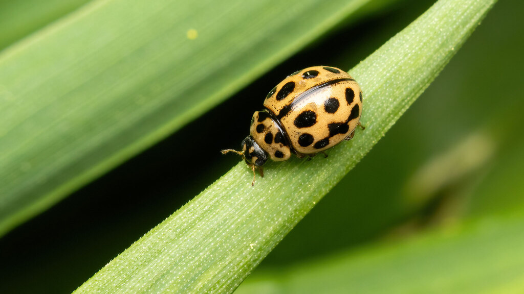 Coccinellidae Tytthaspis sedecimpunctata
