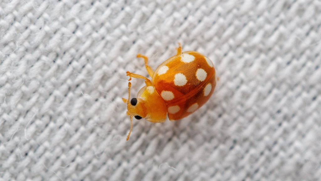 Vibidia duodecimguttata