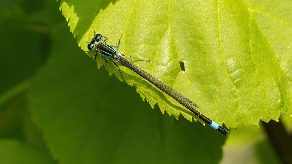 Coenagrionidae Ischnura elegans