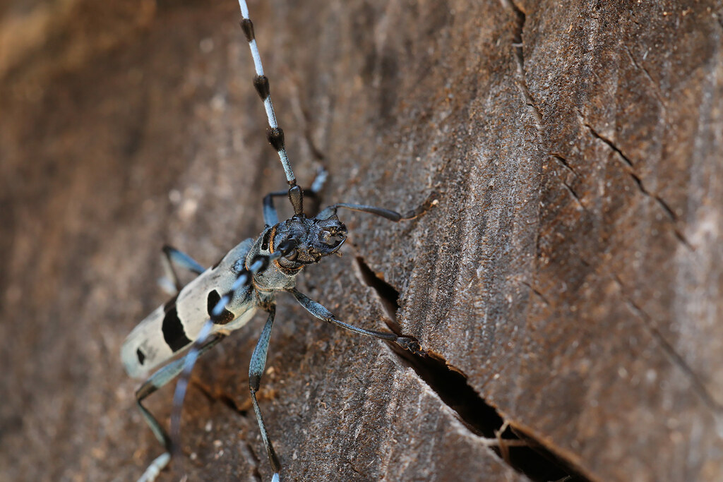 Rosalia alpina