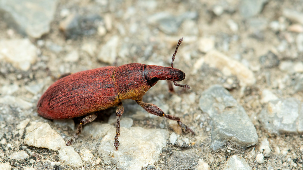 Small beetle with long wide snout, elongated body form. Colors are red and yellow. Snout is red. Legs are yellow orange.