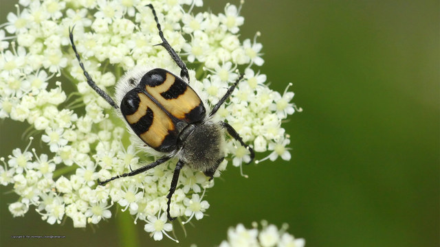 Trichius fasciatus