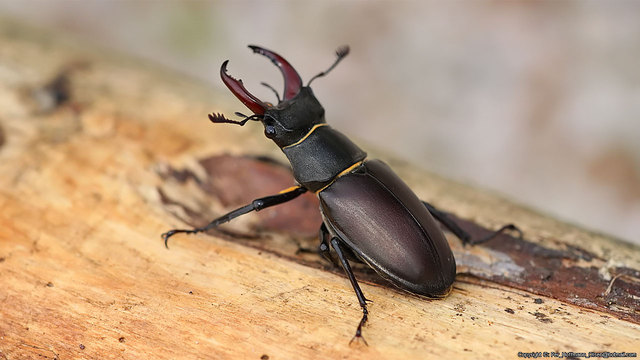 Beetle with giant antler like mandibles, body wide and big. Colors are black and dark red brown.