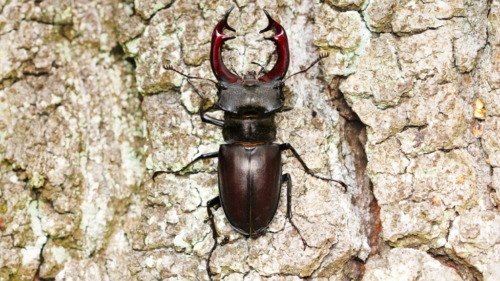 Lucanus cervus 