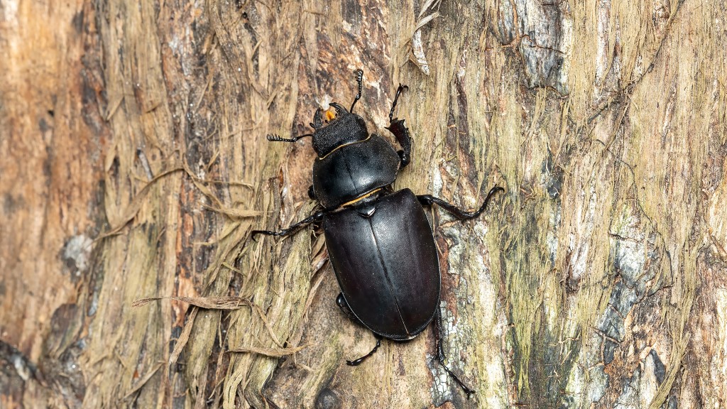 Beetle with giant antler like mandibles, body wide and big. Colors are black and dark red brown. Female.