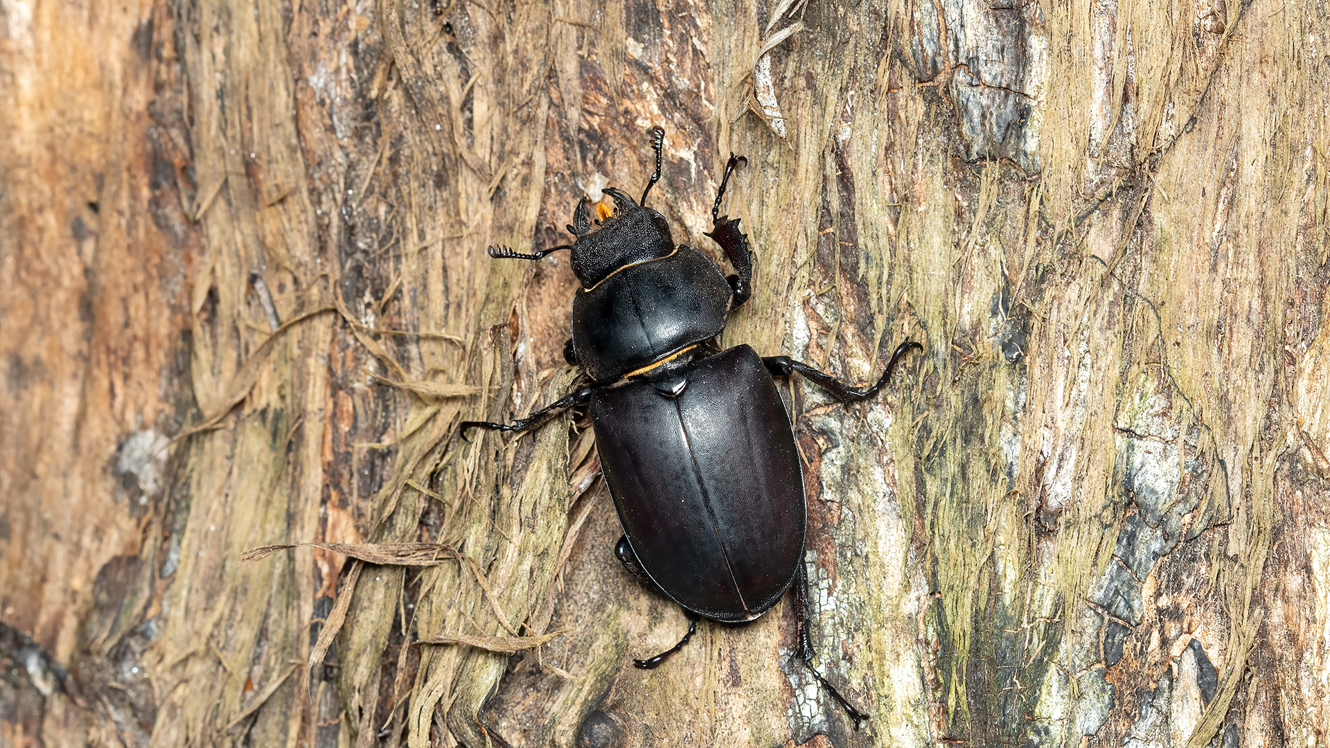 Beetle with giant antler like mandibles, body wide and big. Colors are black and dark red brown. Female.