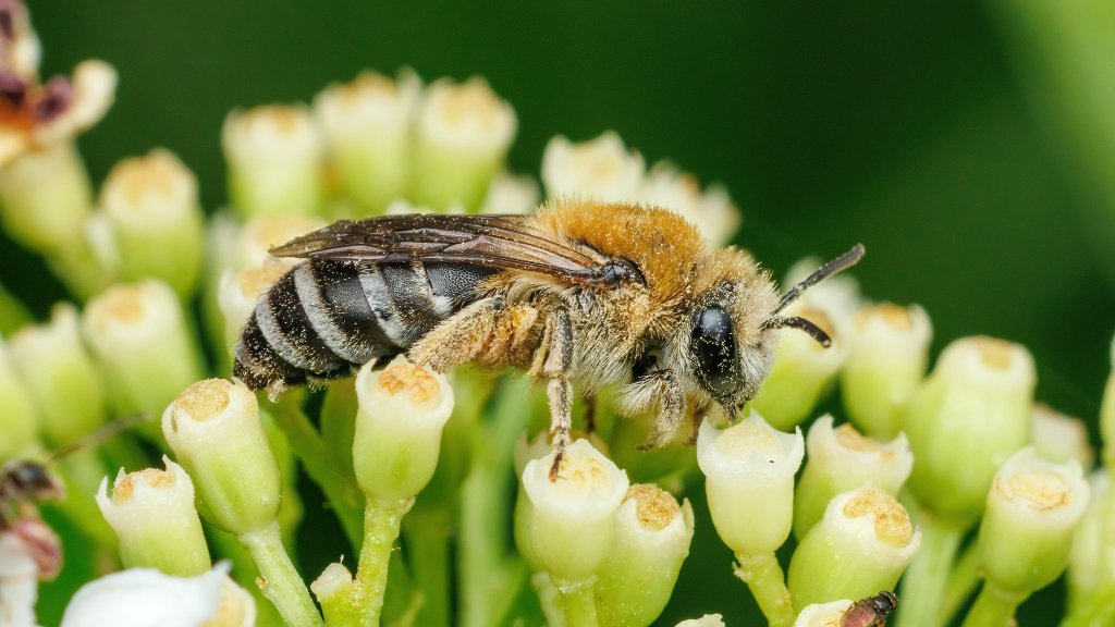Colletes sp.