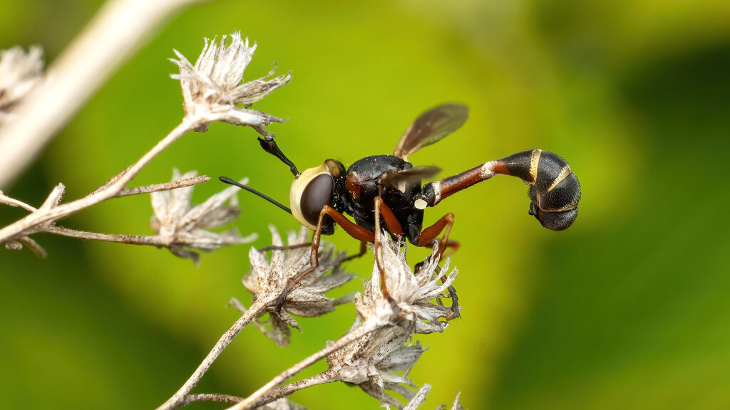 Conopidae Physocephala vittata