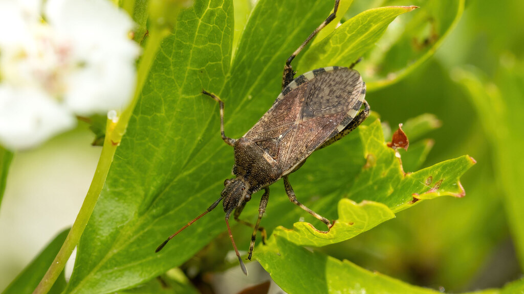 Coreidae Ceraleptus gracilicornis