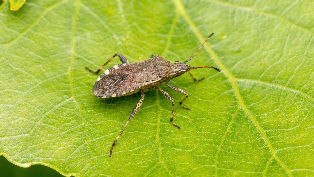 Coreidae Ceraleptus gracilicornis