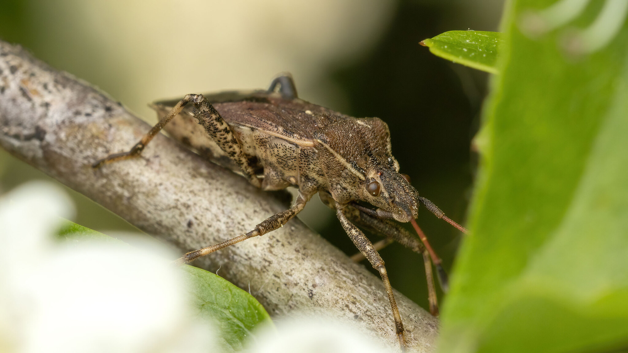 Coreidae Ceraleptus gracilicornis