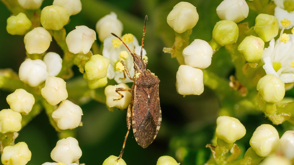 Coreidae Ceraleptus gracilicornis